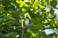 Melaenornis fischeri