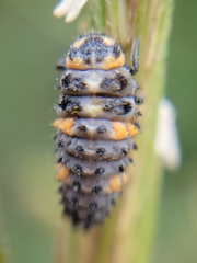 Coccinella