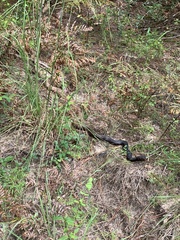 Masticophis flagellum