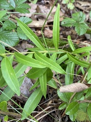 Gentiana linearis