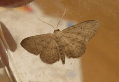 Idaea seriata