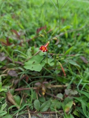 Ipomoea hederifolia
