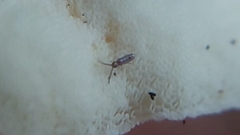 Entomobryinae
