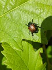 Popillia japonica