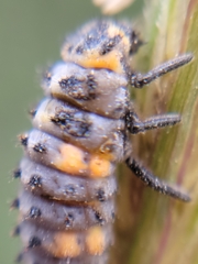 Coccinella