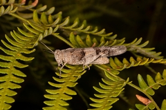 Oedipoda caerulescens