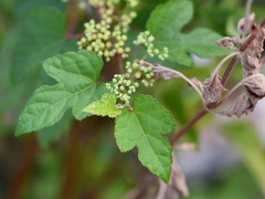 Ampelopsis glandulosa
