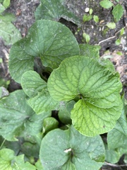 Asarum canadense