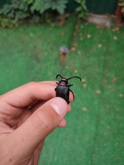 Prionus coriarius