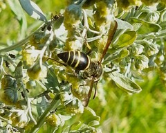 Ancistrocerus antilope