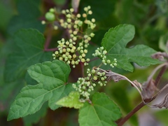 Ampelopsis glandulosa