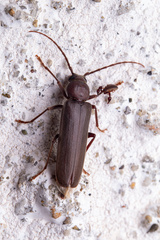 Arhopalus rusticus