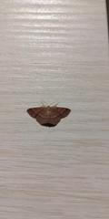 Scopula rubiginata