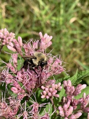 Bombus griseocollis