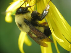 Bombus affinis