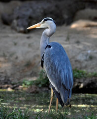 Ardea cinerea