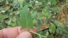 Atriplex prostrata