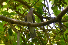 Patagioenas cayennensis