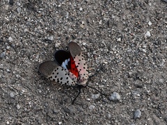 Lycorma delicatula