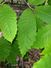 Castanea