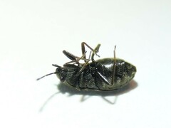 Stygnocoris rusticus