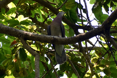 Patagioenas cayennensis
