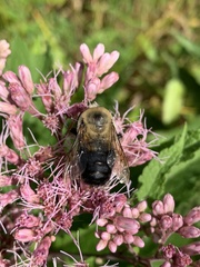 Bombus griseocollis