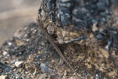 Lygodactylus angularis