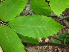 Castanea