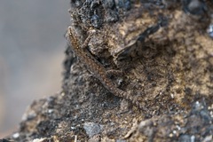 Lygodactylus angularis