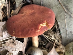 Phylloporus