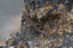 Lygodactylus angularis