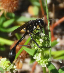 Eremnophila aureonotata