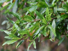 Quercus phellos