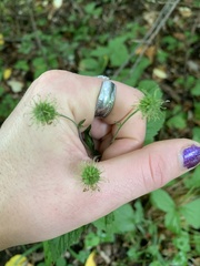 Geum