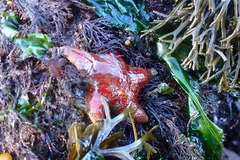 Dermasterias imbricata