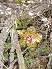 Orbea namaquensis