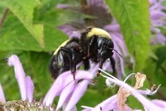 Bombus auricomus