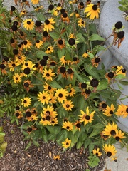 Rudbeckia triloba
