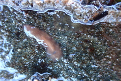 Leptoplanoidea
