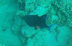 Odonus niger