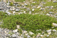 Salix breviserrata
