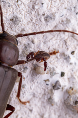 Pseudoscorpiones