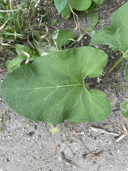 Arctium minus