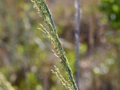 Panicum amarum