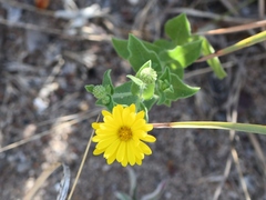 Heterotheca subaxillaris