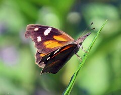 Libytheana carinenta
