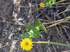 Heterotheca subaxillaris