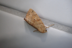 Cosmia trapezina