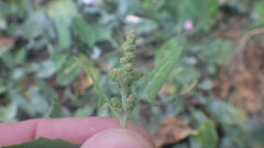 Atriplex prostrata